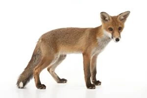 Images Dated 12th June 2012: FOX - cub standing (13 weeks)