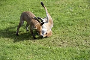 Images Dated 15th July 2012: FOX - cubs playing together with tennis ball (15 weeks)