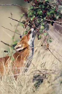 Fruits Prints: Fox - eating berries