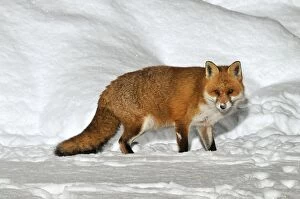 Images Dated 7th December 2009: FOX. Fox in snow