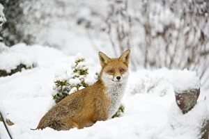 Fox - in garden snow