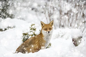 Fox, in garden snow, Essex, UK Digital manipulation