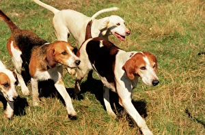 Images Dated 22nd November 2004: Fox Hound Dogs