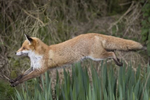 Fox - Leaping - Devon - UK