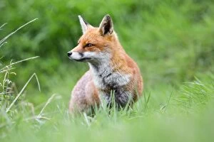 Images Dated 23rd September 2012: Fox - in the rain