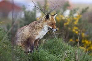 Images Dated 4th March 2012: Fox - Sitting