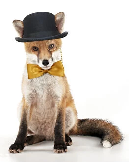 Bows Gallery: Fox, sitting wearing bowler hat bow tie and monocle