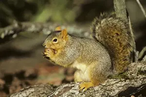 Gall Prints: Fox Squirrel - chewing on oak gall, autumn