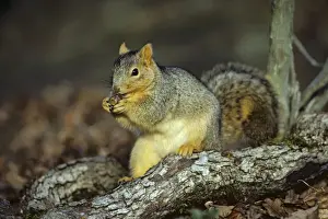 Acorns Prints: Fox Squirrel - feeding on acorn. MI447
