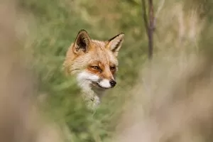 Images Dated 4th March 2012: Fox