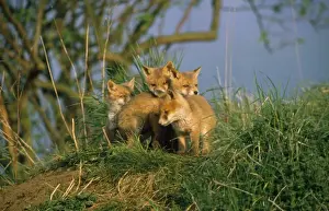 Foxes Prints: Fox - young
