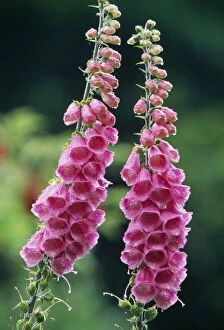 Images Dated 26th July 2005: Foxglove