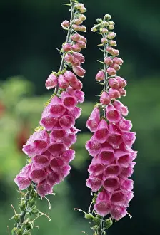 Foxgloves Prints: Foxglove