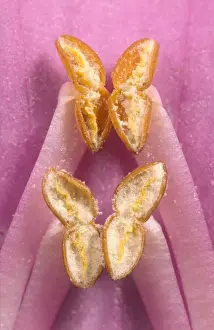 Anther Prints: Foxglove Anthers opened showing Pollen