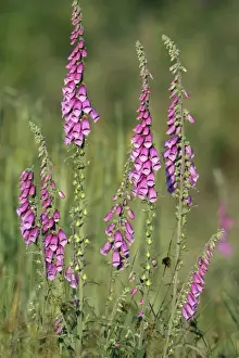 Foxgloves Prints: Foxglove - flowering in forest clearing, Lower Saxony, Germany