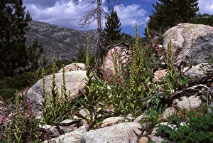 Images Dated 1st May 2007: Foxglove - and other mountain plants