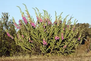 Foxgloves Prints: Foxglove - plant flowering in Holm Oak scrub, Alentejo region, Portugal