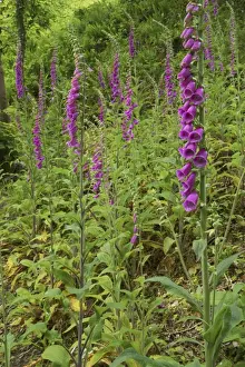 Foxgloves Prints: Foxgloves on bank Torrington, Devon, UK LA000254