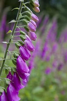 Flowers Collection: Foxgloves - in flower - Cornwall - UK
