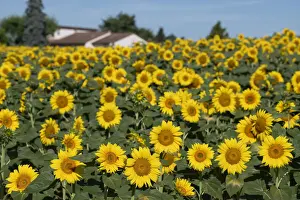 Asteraceae Prints: FRA 19-07 280