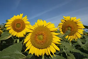 Asteraceae Prints: FRA 19-07 338