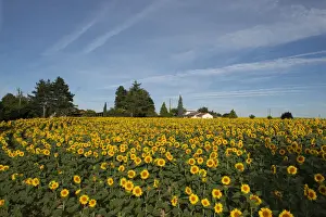 Asteraceae Prints: FRA 19-07 353