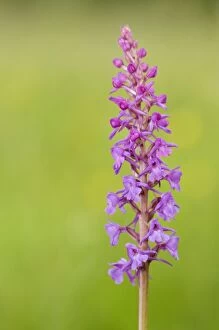 Images Dated 15th June 2010: Fragrant Orchid
