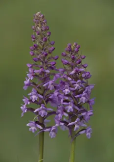 Fens Prints: Fragrant orchid, early morning