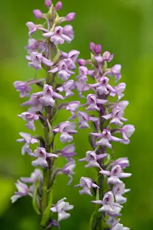 Boreal Prints: Fragrant orchid (Gymnadenia conopsea) in flower. Dorset