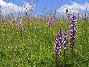 Fragrant Orchid - Walbury Hill - North Wessex Downs - Berkshire - England