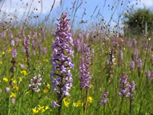 Soft Focus Prints: Fragrant Orchid - Walbury Hill - North Wessex Downs - Berkshire - England