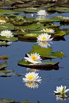 Larry Gallery: Fragrant Water Lily (Nymphaea odorata)