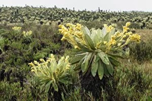 Frailejon / Espletia plant (Espeletia sp.)