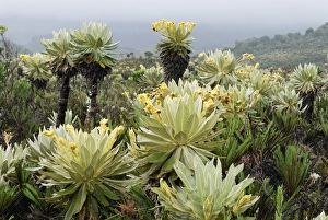 Images Dated 29th September 2007: Frailejon / Espletia plant - Purace Nationalpark - DepartAmentO Cauca - Colombia
