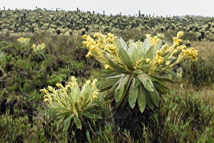 Images Dated 29th September 2007: Frailejon / Espletia plant - Purace Nationalpark - DepartAmentO Cauca - Colombia