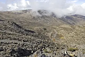 Frailejone. Pico de Aguila (Eagle's Peak). Sierra de La Culata National Park - Andes - Venezuela. 4300 m altitude