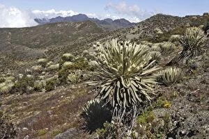 Images Dated 13th February 2005: Frailejone. Pico de Aguila (Eagle's Peak) National Park. Sierra de La Culata National Park - Andes