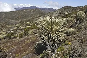 Frailejone. Pico de Aguila (Eagle's Peak) National Park. Sierra de La Culata National Park - Andes - Venezuela