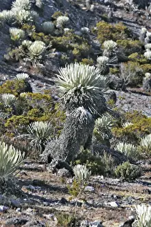 Frailejone. Pico de Aguila - National Park Sierra de la Culata - Andes - Venezuela