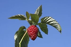 Images Dated 19th June 2007: framboise