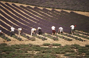 Harvesting Gallery: France, Drome, People harvesting lavender
