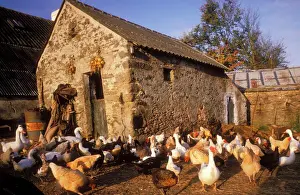 Buildings Prints: France Farmyard
