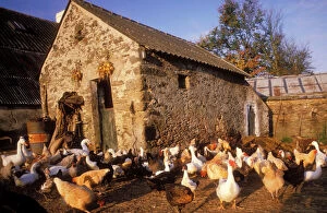 France - Farmyard with chickens