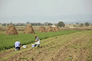 France - potato harvest