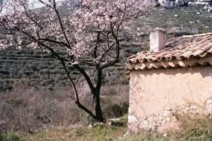 France, Provance FRR 321 Tree with blossom by rustic building © Frederic Rolland ARDEA LONDON