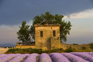 Images Dated 11th March 2011: France, Provence. Field of lavender