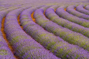 Images Dated 11th March 2011: France, Provence region. Curved rows of