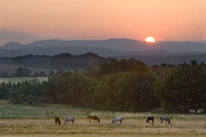Images Dated 13th August 2007: France, Provence region. Horses graze at