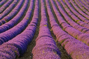 France, Provence Region. Orderly rows of
