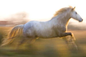 Images Dated 11th March 2011: France, Provence. White Camargue horse running